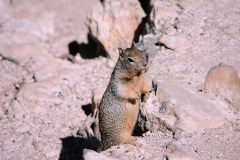 Chipmunk