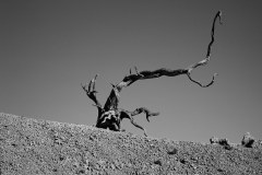 dead tree