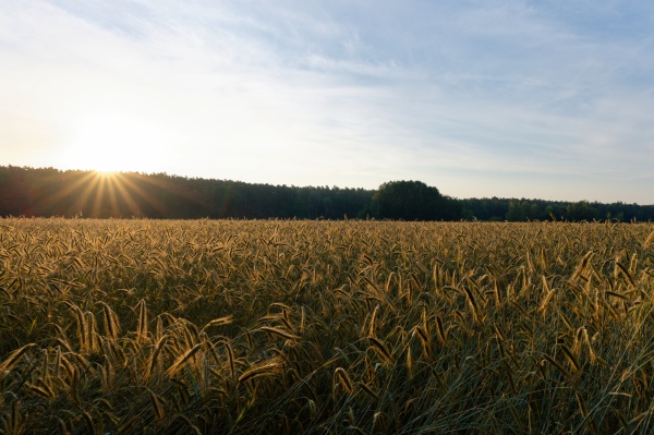 Morgens in Franken