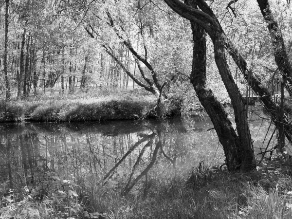 Wald bei Pleinfeld