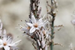 der Frühling