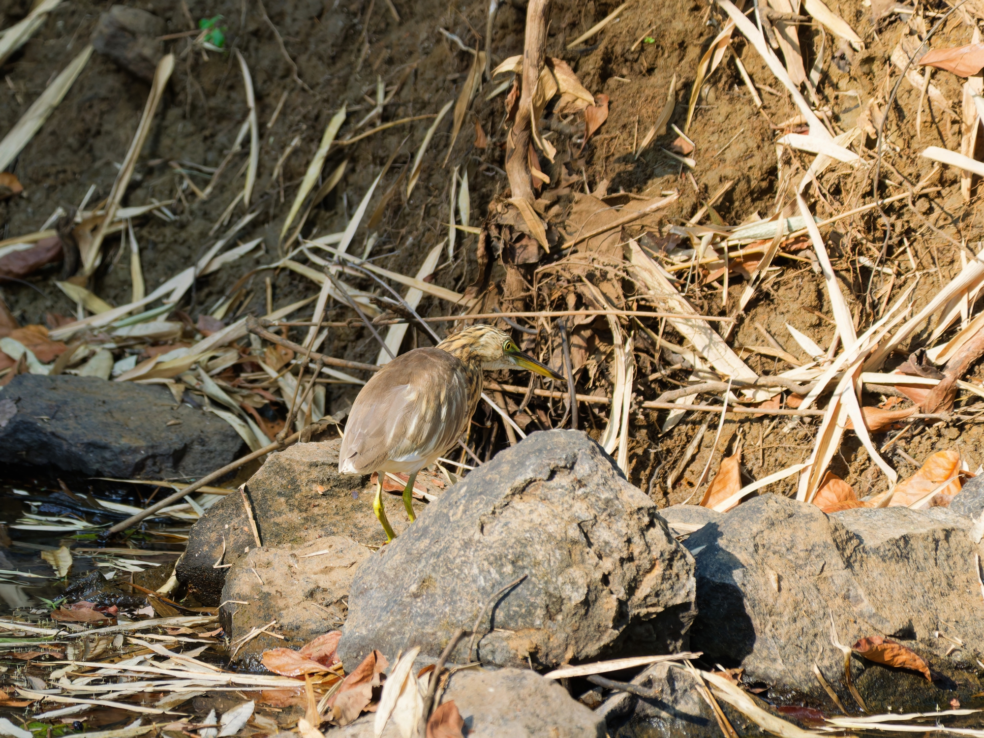 Indian Pond Heron Indian Pond Heron