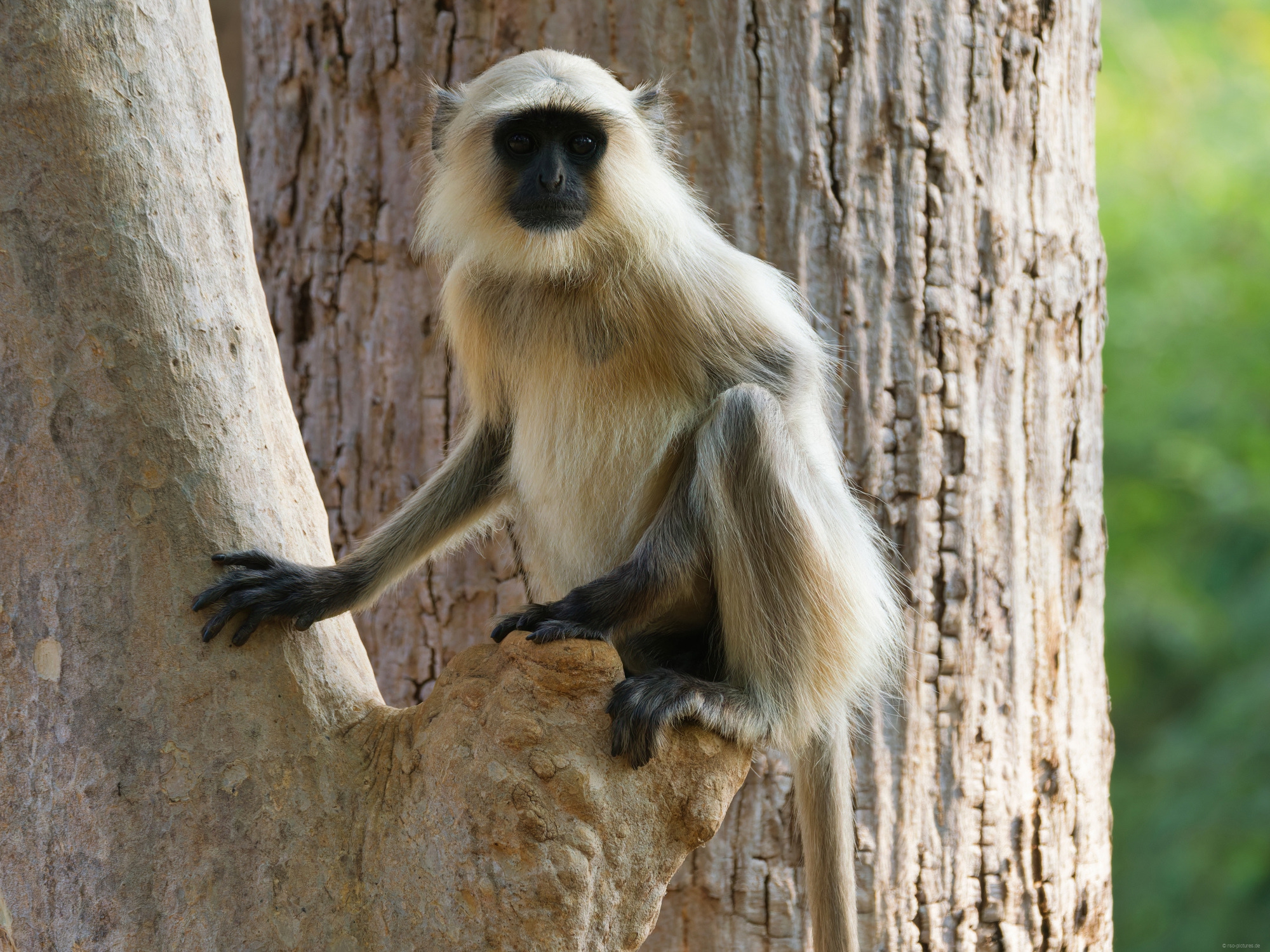 Langur Langur
