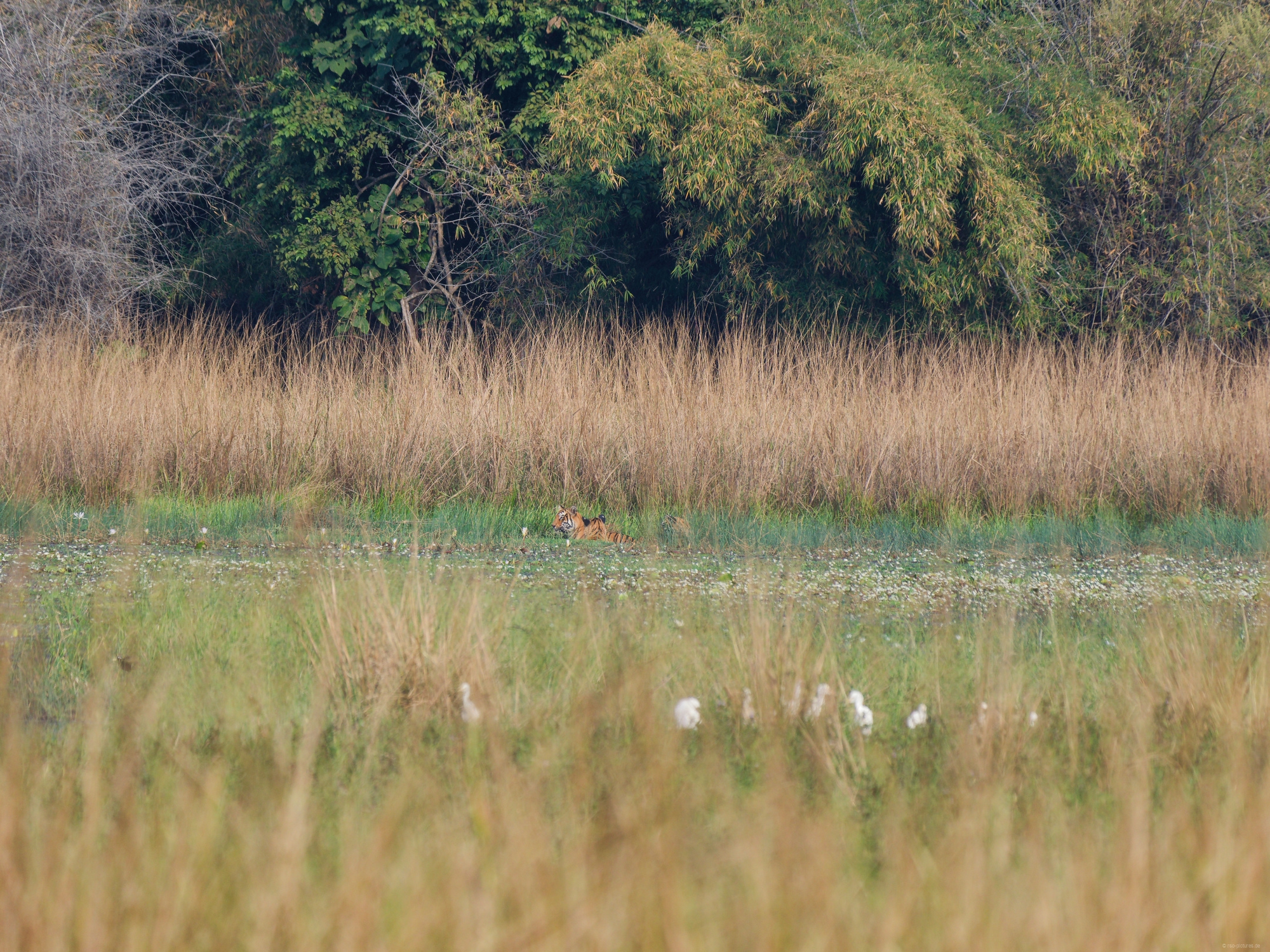 Tigers - barely visible Tigers - barely visible