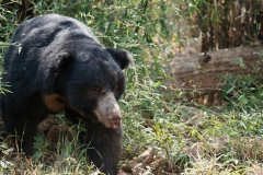 Angry Sloth-Bear