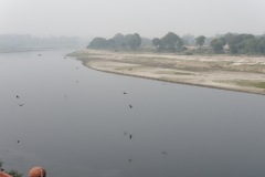 Black kites are looking for trash in the Yamuna-River