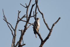 Crested Hawk Eagle