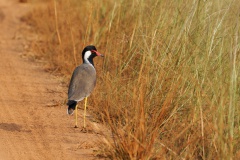 Red-wattled Lapwing