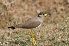 Yellow-wattled Lapwing