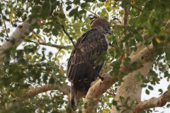 Crested Hawk Eagle