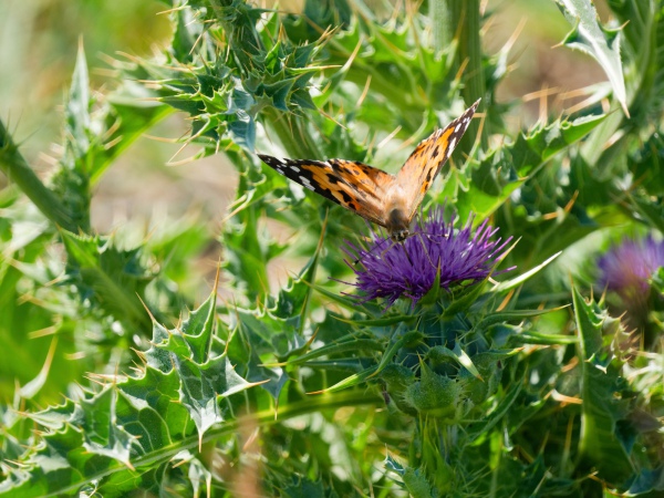 Blütenpracht mit Schmetterling