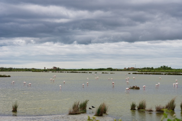 Flamingokolonie