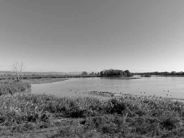 Riserva Naturale Regionale - Isola della Cona