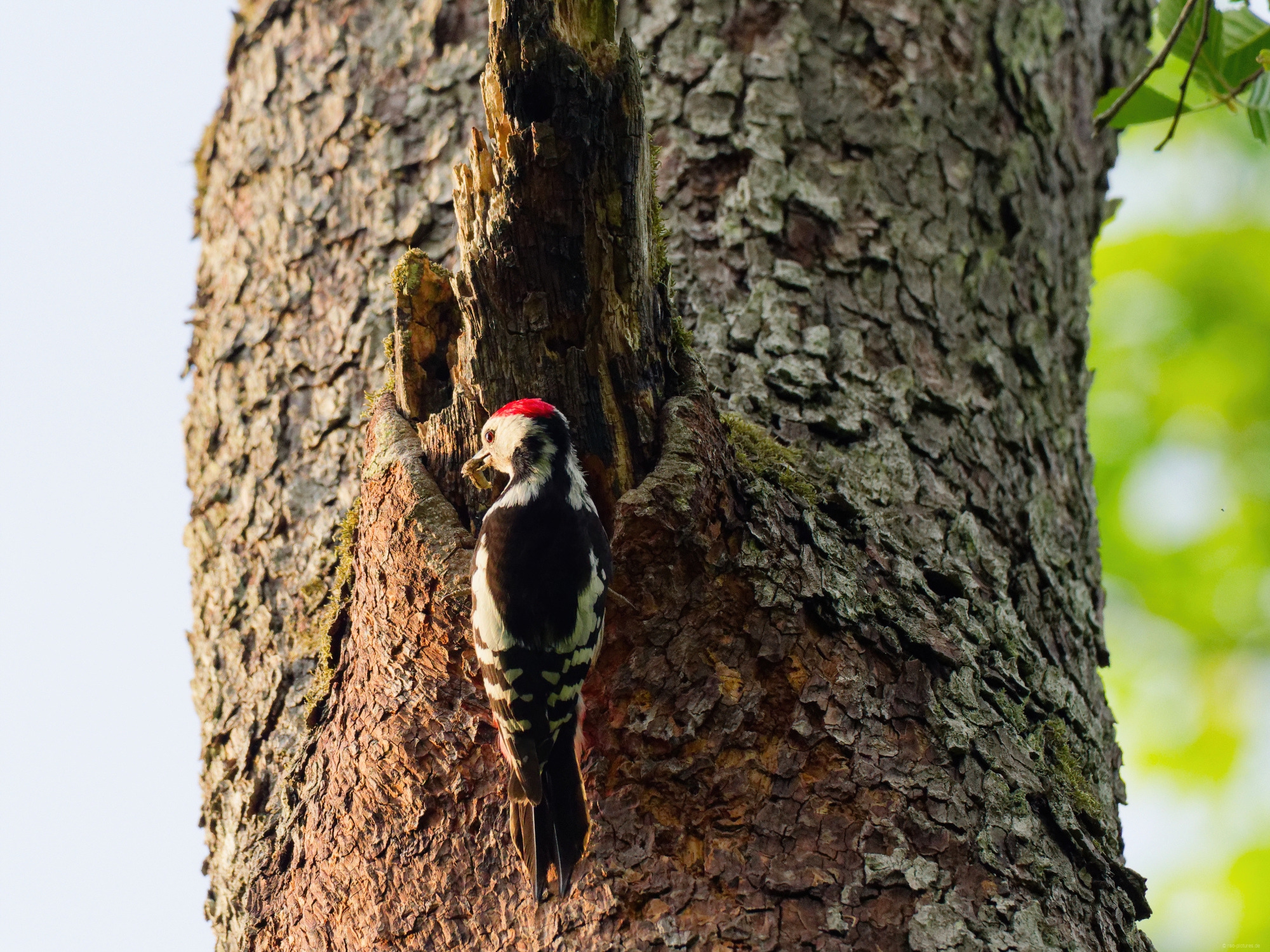 Mittelspecht Mittelspecht
