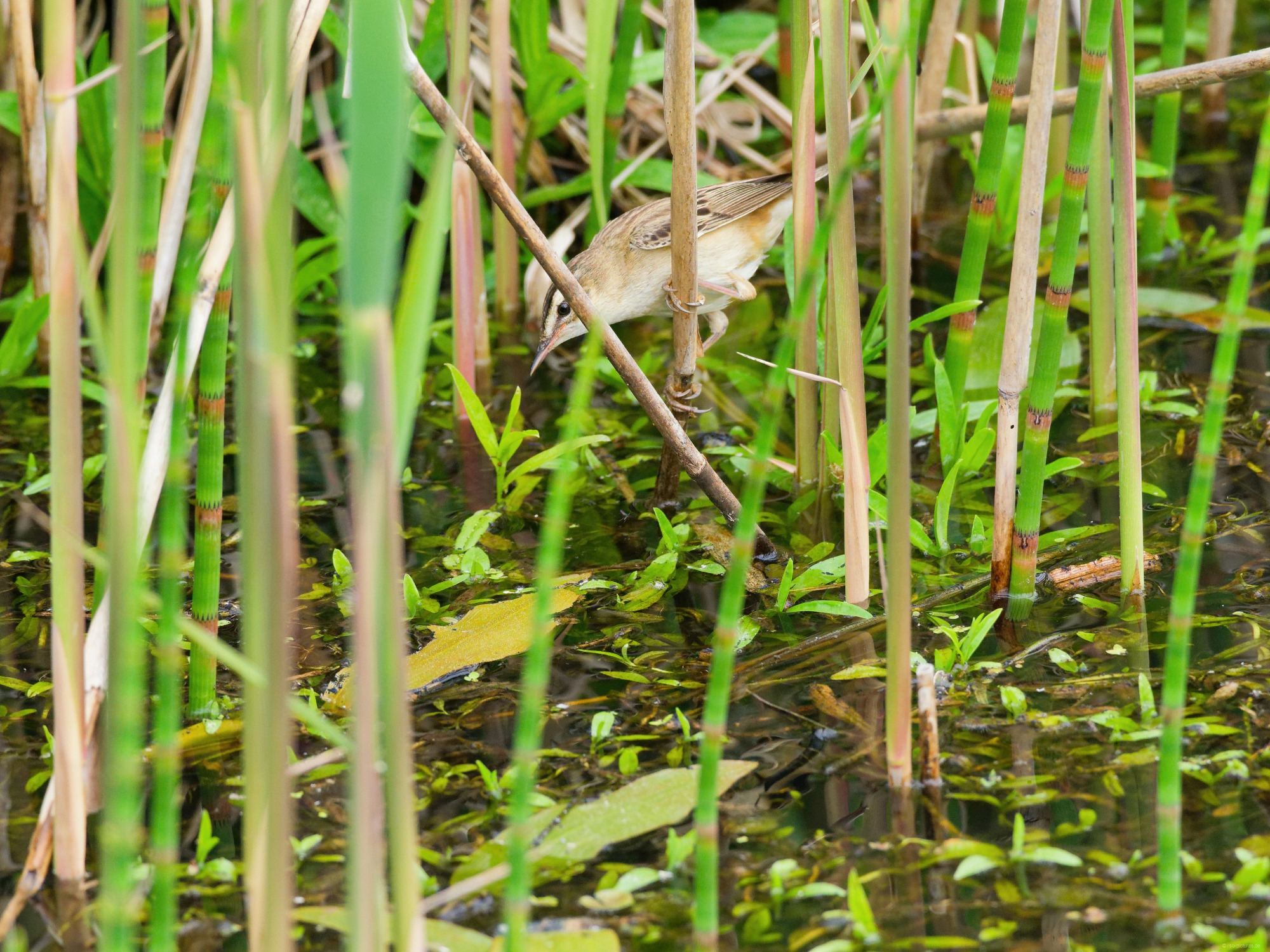 Schilfrohrsänger Schilfrohrsänger