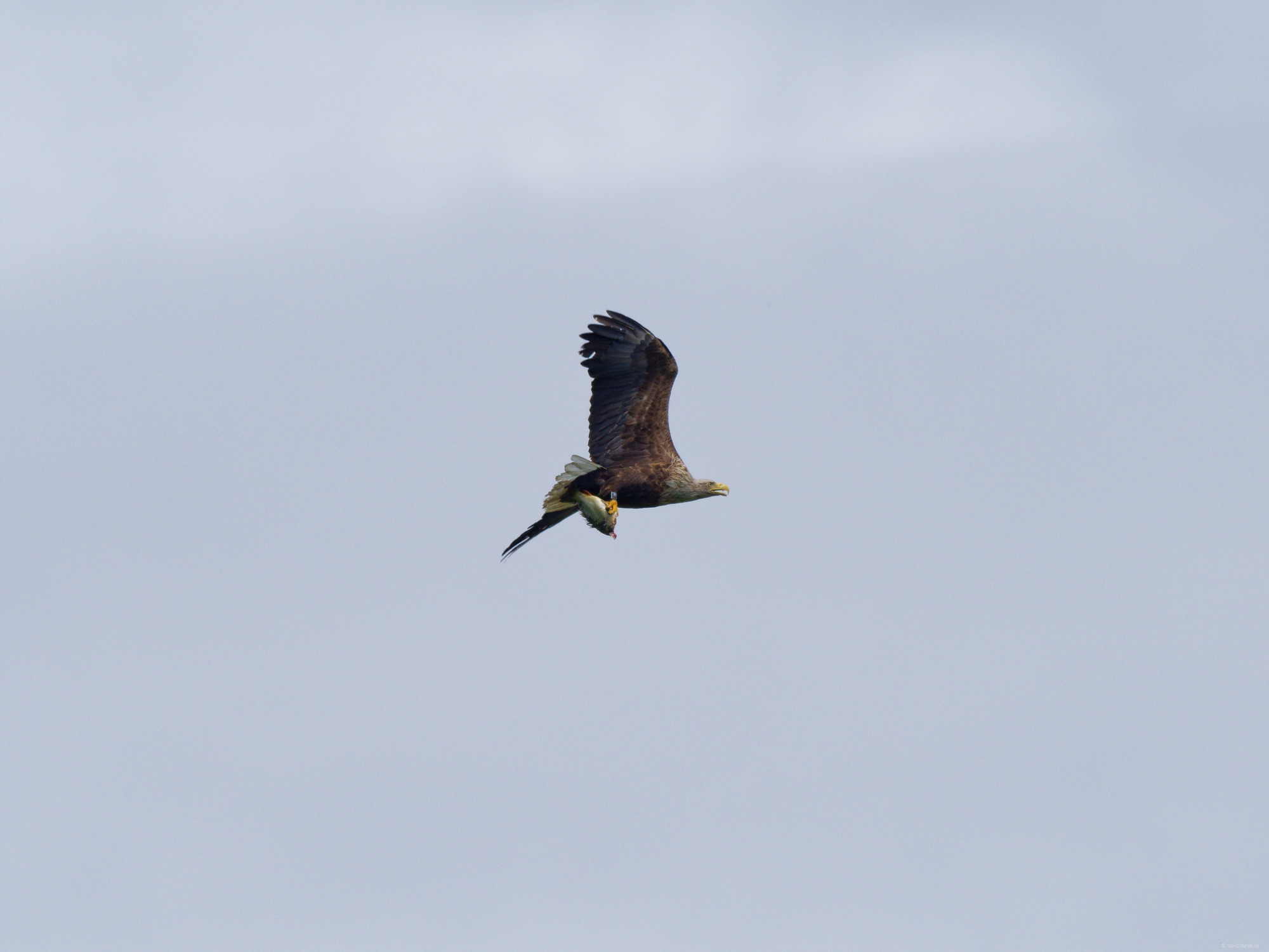 Seeadler mit Fisch Seeadler mit Fisch