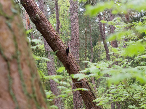 Schwarzspecht im Regen