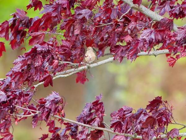 versteckt