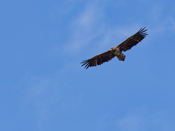 white tailed eagle
