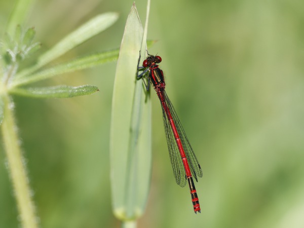 Adonislibelle