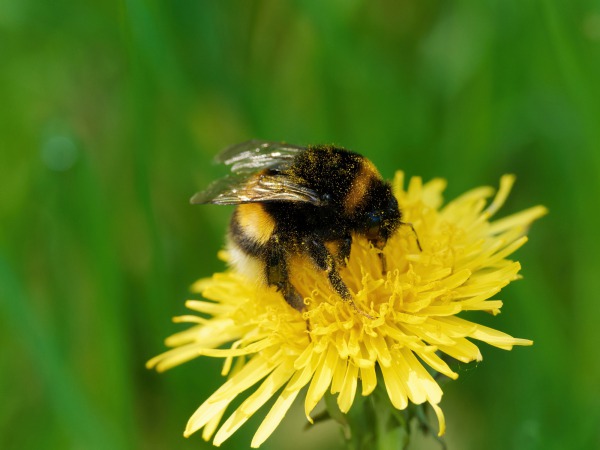 Hummel mit Blütenstaub