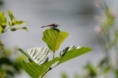 rote Heidelibelle