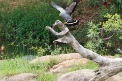 African Harrier Hawk