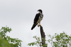 African Hawk-Eagle