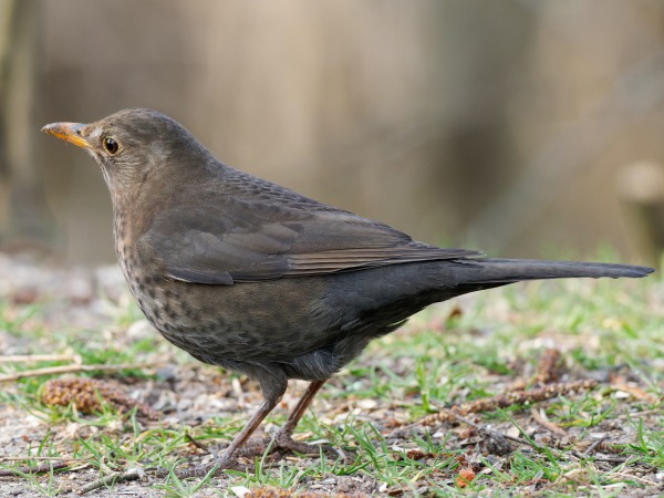 Black Bird female