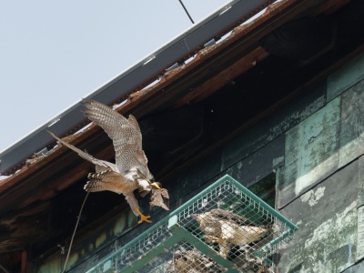 Anflug mit Beute