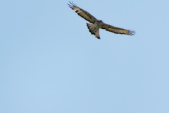 Ayres Hawk Eagle