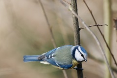 blue tit