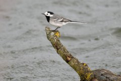 Bachstelze im Regen