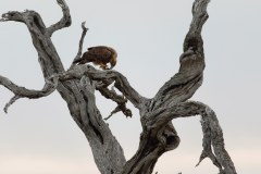 Tawny Eagle with prey