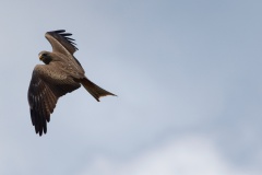 Black Kite