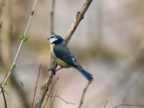 Blue Tit
