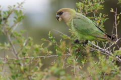 Brown headed Parrot