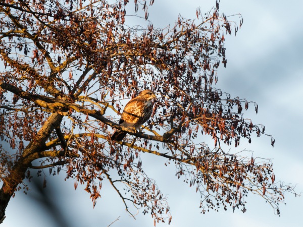 Mäusebussard