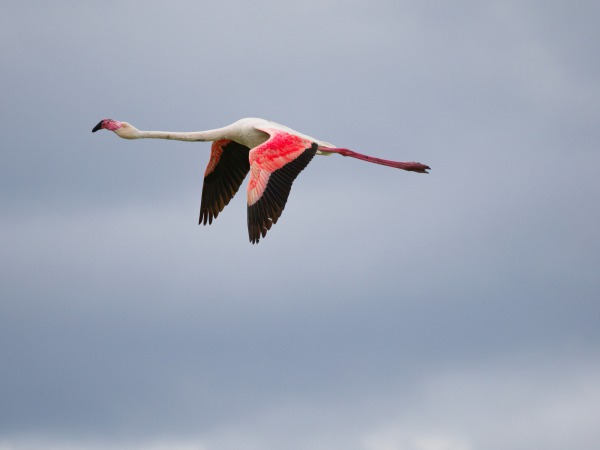 Flamingo im Flug