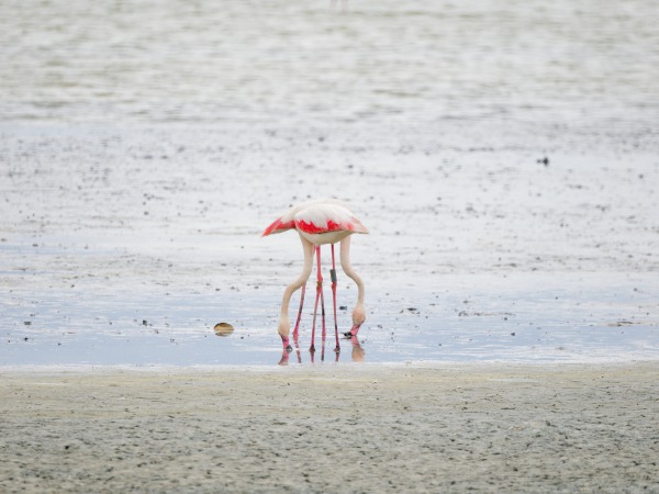 Flamingos
