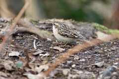 Gartenbaumläufer