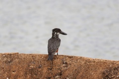 Giant Kingfisher