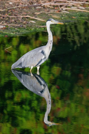 Graureiher im Spiegel