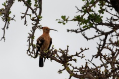 Hoopoe