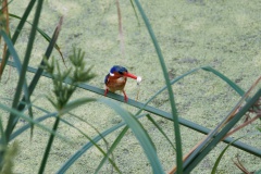 Malachite Kingfisher