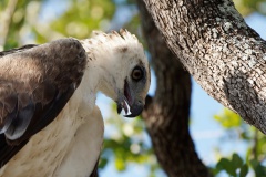 Martial Eagle