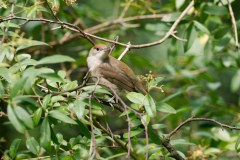 blackcap