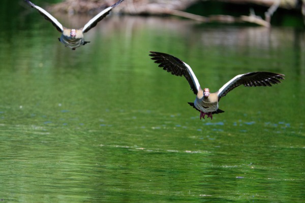Nilgänse