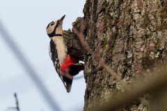 Woody Woodpecker