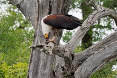 Schreiseeadler mit Beute